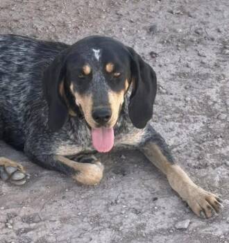 Lucy -  Coonhound Dog for Adoption in Williamsburg, New Mexico - Lucy | PetCurious