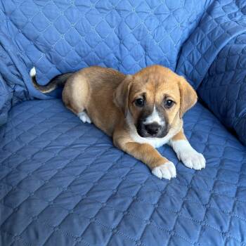 Rescue Boxer and Siberian Husky Dogs for Adoption in Olathe, Kansas - Union | PetCurious