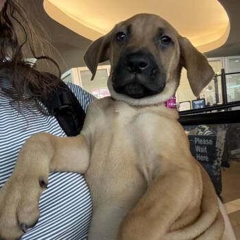 Labrador Retriever and Mixed Breed Dogs Available for Adoption - Tornado | PetCurious