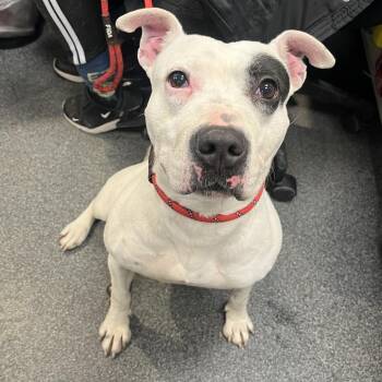 Mixed Breed Dogs Available for Adoption in Allentown, Pennsylvania - Queen | PetCurious