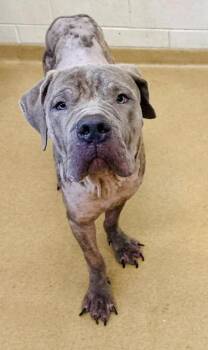 FURNANDO -  Cane Corso and Mixed Breed Dog for Adoption in Derwood, Maryland - FURNANDO | PetCurious