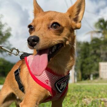 Pixie -  Chihuahua Dog for Adoption in Hobe Sound, Florida - Pixie | PetCurious