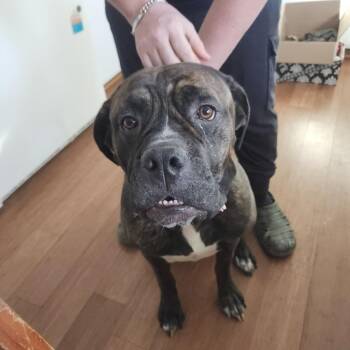 Cane Corso Dogs Available for Adoption - Chica | PetCurious