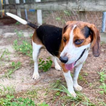Merle -  Beagle and Mixed Breed Dog for Adoption in Milton, Florida - Merle | PetCurious