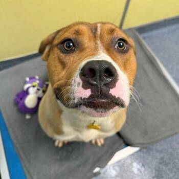 WHOOPI -  Pit Bull Terrier and Mixed Breed Dog for Adoption in St. Louis, Missouri - WHOOPI | PetCurious
