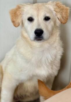 Stroma -  Retriever and Australian Shepherd Dog for Adoption in Fort Lupton, Colorado - Stroma | PetCurious