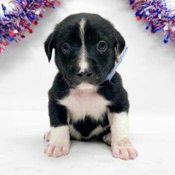 751 (2026) Mint -  Pit Bull Terrier and Great Pyrenees Dog for Adoption in Parker, Colorado - 751 (2026) Mint | PetCurious