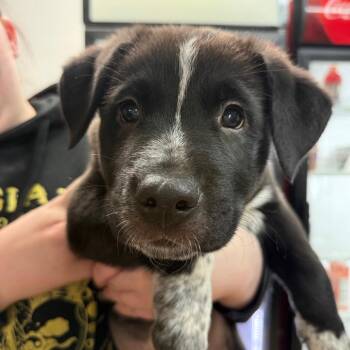 Cattle Dog Dogs Available for Adoption - Salmonberry | PetCurious