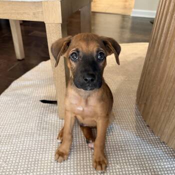 Rusty -  Shepherd Dog for Adoption in Charlotte, North Carolina - Rusty | PetCurious