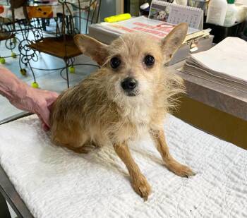 Queso (NOT YET AVAILABLE) -  Yorkshire Terrier and Chihuahua Dog for Adoption in Benton, Louisiana - Queso (NOT YET AVAILABLE) | PetCurious
