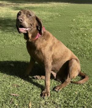 Chocolate Labrador Retriever Dogs Available for Adoption in El Cajon, California - Ginger  | PetCurious