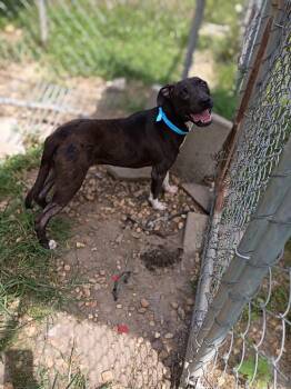 Halo -  Staffordshire Bull Terrier and American Staffordshire Terrier Dog for Adoption in Albany, Georgia - Halo | PetCurious