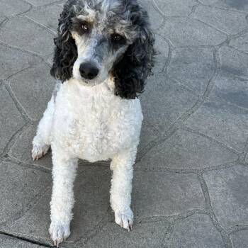 Standard Poodle Dogs Available for Adoption in Antwerp, Ohio - Smoking Hot!  | PetCurious