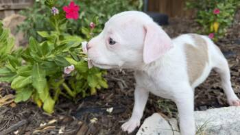 Clover -  Pit Bull Terrier Dog for Adoption in Plano, Texas - Clover | PetCurious