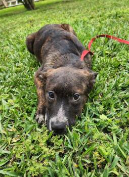 Mixed Breed Dogs Available for Adoption in Cleveland, Texas - Cajun | PetCurious