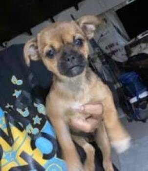 Rescue Pug Dogs for Adoption in Graham, Washington - LOLLYPOP | PetCurious