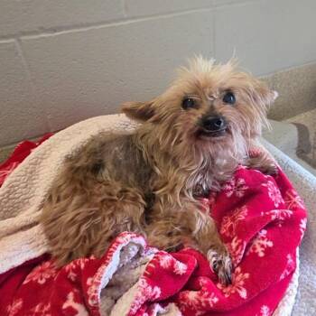 Ethel -  Yorkshire Terrier and Mixed Breed Dog for Adoption in Bristol, Indiana - Ethel | PetCurious