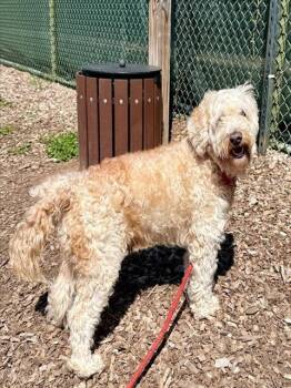 Golden Retriever and Poodle Dogs Available for Adoption - ACE | PetCurious