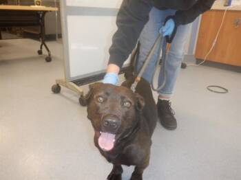 Labrador Retriever and Mixed Breed Dogs Available for Adoption - MINT | PetCurious