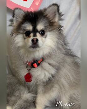 Pomsky Dogs Available for Adoption - Phoenix  | PetCurious