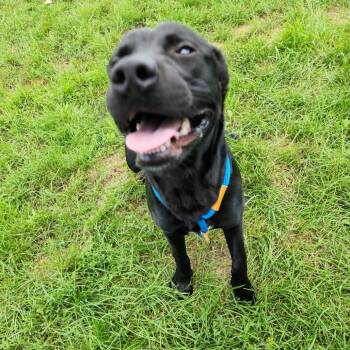 Hikaru -  Black Labrador Retriever Dog for Adoption in Fort Wayne, Indiana - Hikaru | PetCurious