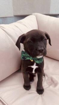 Pit Bull Terrier Dogs Available for Adoption in Salt Lake City, Utah - Yellow Louie | PetCurious