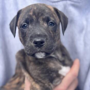 Black Labrador Retriever Dogs Available for Adoption in Andover, Massachusetts - Zamboni Skates ~ Local Cuddler | PetCurious