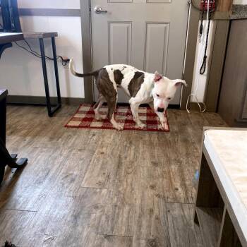 Pit Bull Terrier Dogs Available for Adoption - Draco | PetCurious