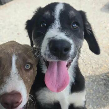 Fall Pup: Maple -  Collie and Mixed Breed Dog for Adoption in Falls Church, Virginia - Fall Pup: Maple | PetCurious
