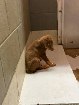 Tussock -  Labrador Retriever and Mixed Breed Dog for Adoption in Rockport, Texas - Tussock | PetCurious