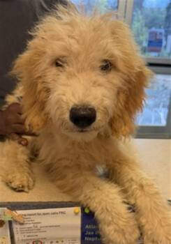 WINCHESTER -  Mixed Breed Dog for Adoption in Jacksonville, Florida - WINCHESTER | PetCurious