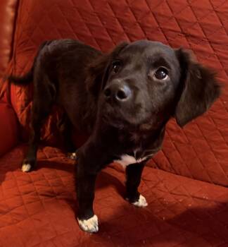 Labrador Retriever and Retriever Dogs Available for Adoption - Ivy | PetCurious