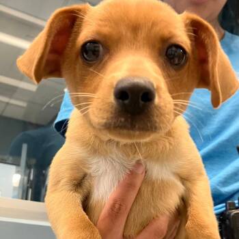 Mixed Breed Dogs Available for Adoption - Bingo | PetCurious