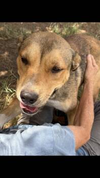 Mama Nahla -  Terrier Dog for Adoption - Mama Nahla | PetCurious