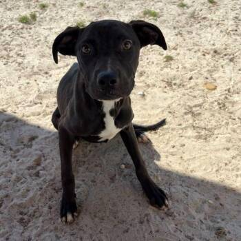 Mixed Breed Dogs Available for Adoption in Kingsland, Georgia - Bacon | PetCurious