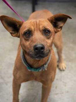 Brudo -  Cattle Dog and Mixed Breed Dog for Adoption in Bowling Green, Kentucky - Brudo | PetCurious