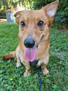 Bruno -  Corgi and Maltese Dog for Adoption in Olympia, Washington - Bruno | PetCurious