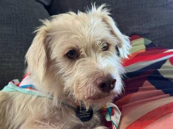 Fig -  Terrier Dog for Adoption - Fig | PetCurious