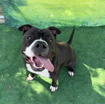 Rescue Pit Bull Terrier Dogs for Adoption in Eagle, Idaho - Layla **Courtesy Post. Out Of Town Pet. See Below For Details** | PetCurious