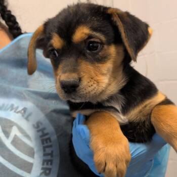 G.I. Gary -  Australian Cattle Dog Blue Heeler and American Staffordshire Terrier Dog for Adoption in Hattiesburg, Mississippi - G.I. Gary | PetCurious