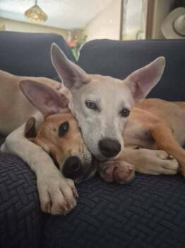 Elsa -  Shepherd Dog for Adoption in Colorado Springs, Colorado - Elsa | PetCurious