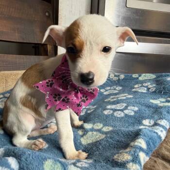 Mango -  Rat Terrier and Chihuahua Dog for Adoption in Aledo, Texas - Mango | PetCurious
