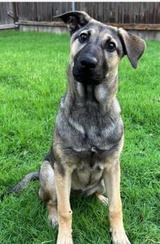 Stella -  Shepherd Dog for Adoption in Great Bend, Kansas - Stella | PetCurious