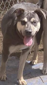 Pit Bull Terrier Dogs Available for Adoption - Bonita | PetCurious