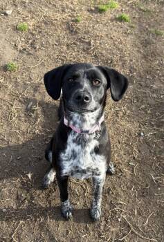 German Shorthaired Pointer Dogs Available for Adoption - Natasha | PetCurious