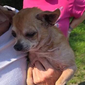 Rocky -  Chihuahua Dog for Adoption in Duck River, Tennessee - Rocky | PetCurious