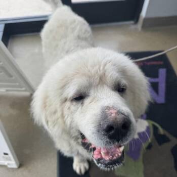 Fonzie -  Great Pyrenees Dog for Adoption in Des Moines, Iowa - Fonzie | PetCurious