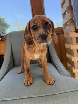 Papa -  Cocker Spaniel and Pit Bull Terrier Dog for Adoption in Pottstown, Pennsylvania - Papa | PetCurious