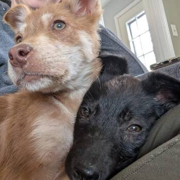 Husky and Labrador Retriever Dogs Available for Adoption in Minneapolis, Minnesota - Como | PetCurious