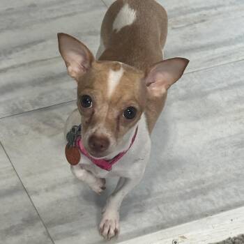 Rue -  Chihuahua Dog for Adoption in Wichita, Kansas - Rue | PetCurious